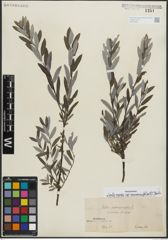 Foto von Salix repens subsp. rosmarinifolia (L.) Andersson